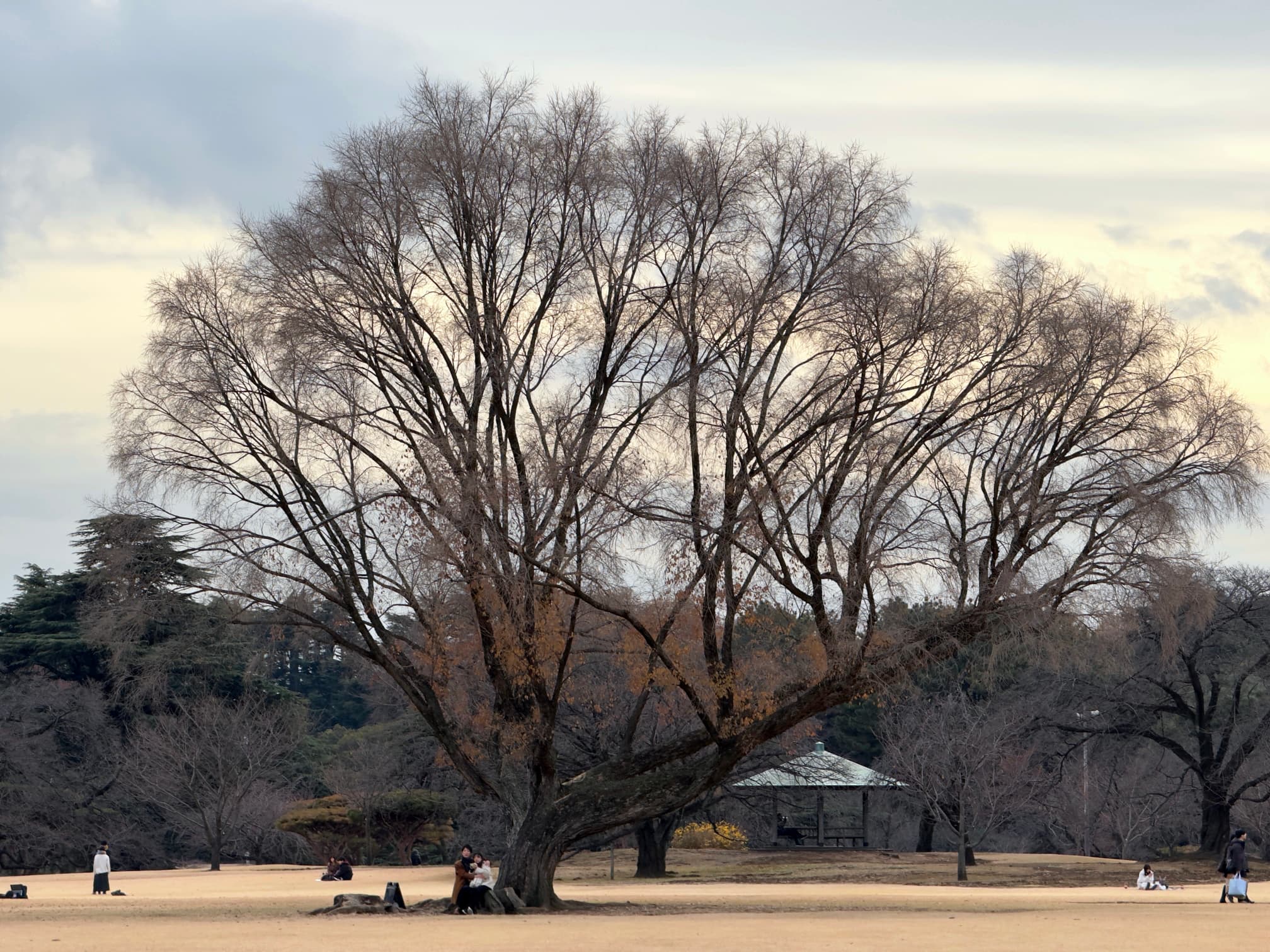 A large tree in Showa Kinen Park