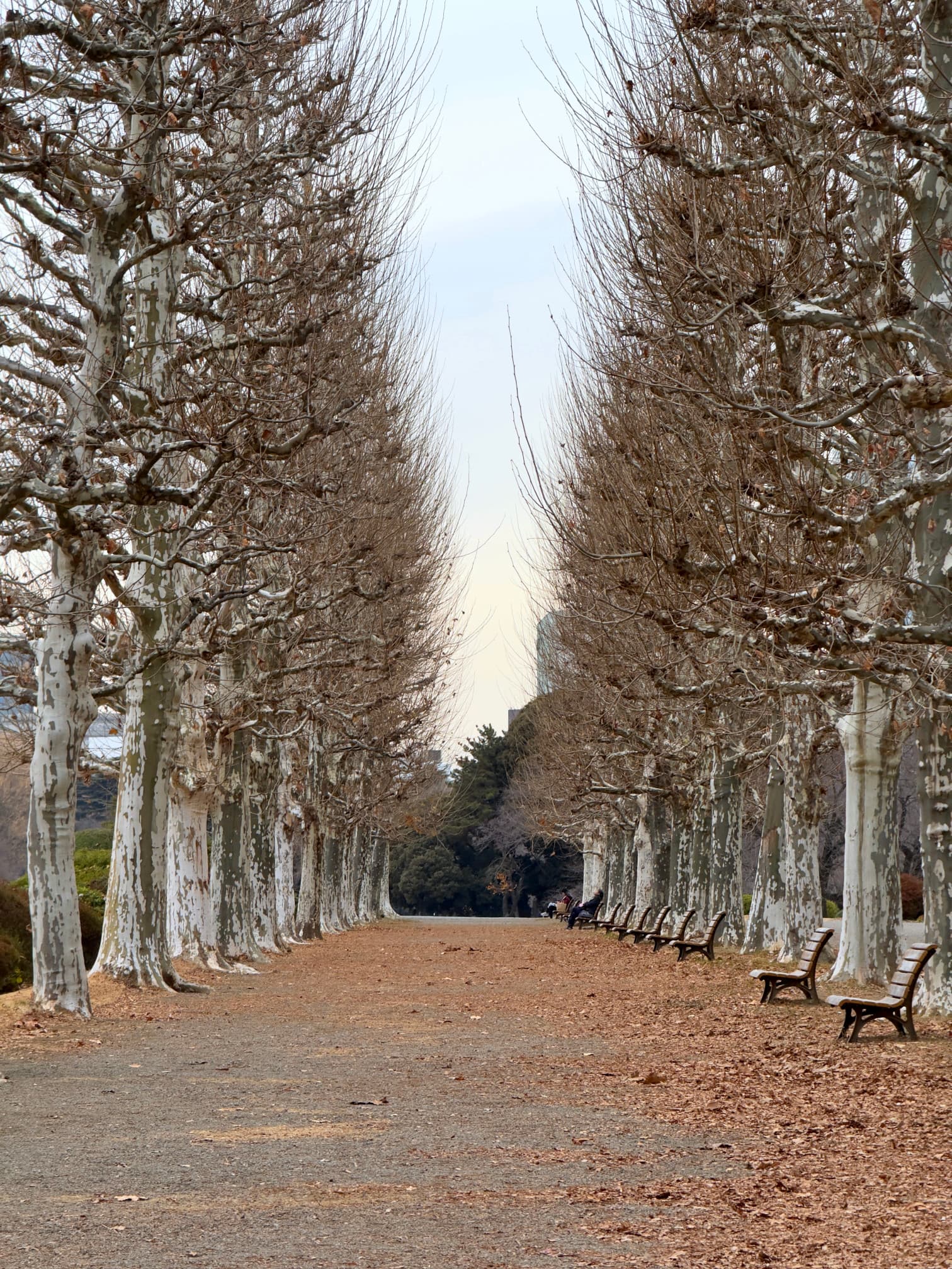 Autumn avenue