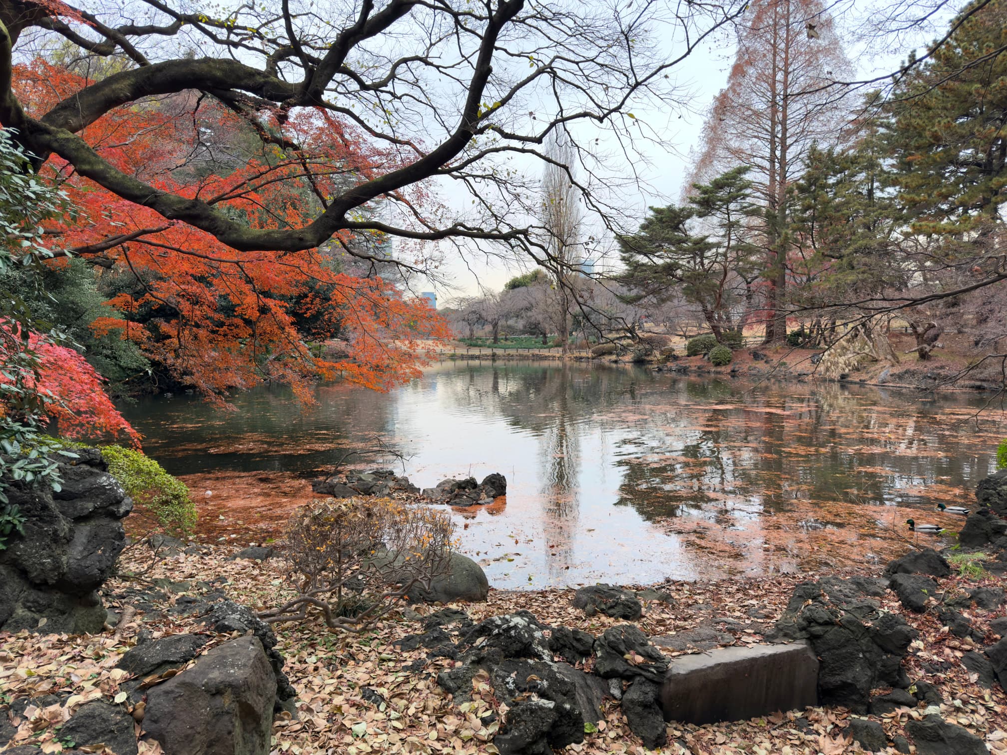 A Lake inside Shinjuku Gyoen