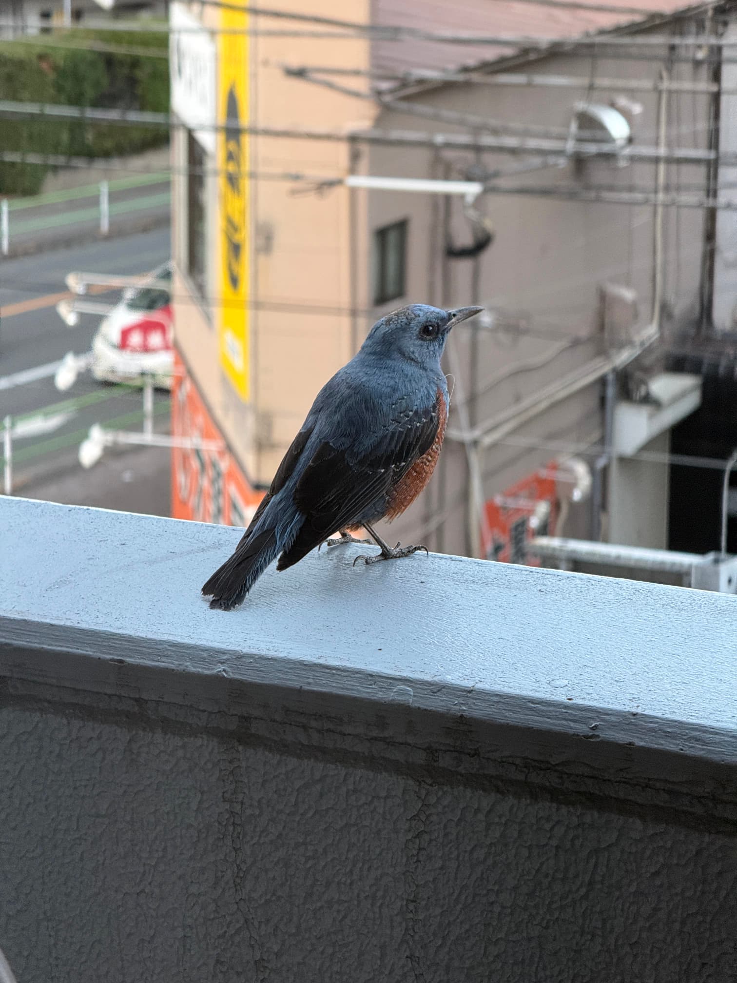Blue rock thrush
